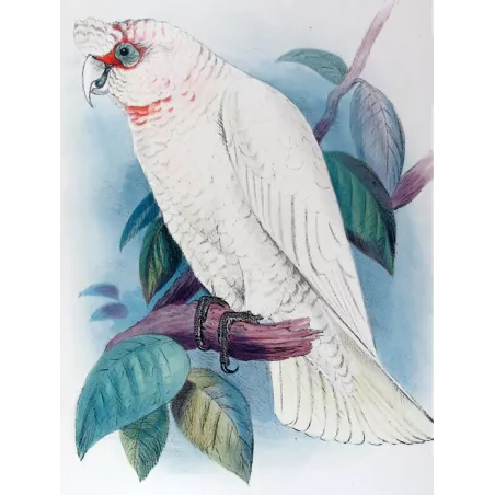 Green Leek Parrot by Roland Green – The Birds of Australia