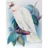 Green Leek Parrot (*Polytelis swainsonii*) – Original lithograph by Green, Mathews (1910–27)