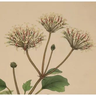 Geranium punctatum (Dotted-Flowered Geranium), original hand-colored botanical engraving by Henry Andrews, 1799