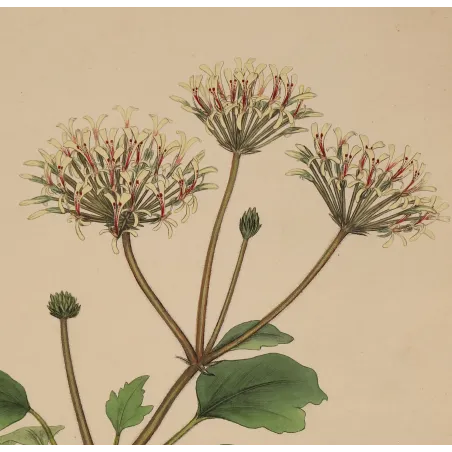 Graceful rounded flower clusters of Geranium punctatum with delicate cream petals and crimson stamens