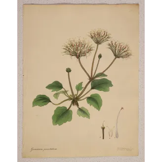 Original Henry Andrews botanical engraving with generous margins and preserved botanical studies