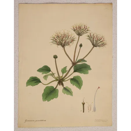 Original Henry Andrews botanical engraving with generous margins and preserved botanical studies