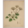 Original Henry Andrews botanical engraving with generous margins and preserved botanical studies