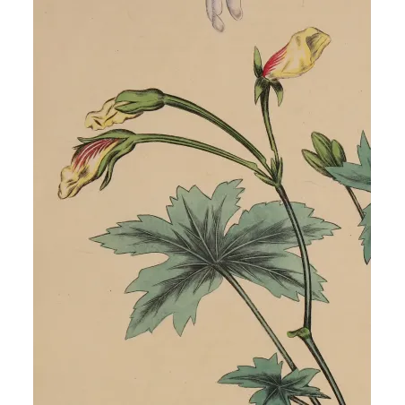 Blue-green lobed foliage of Geranium grandiflorum modelled with transparent watercolour