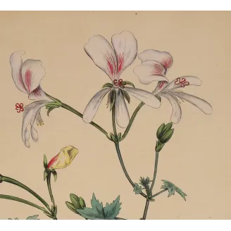 White Geranium grandiflorum flowers with pearl-grey shading and fine crimson veining