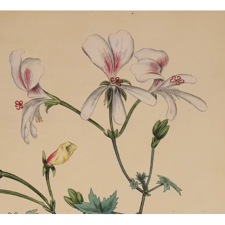 White Geranium grandiflorum flowers with pearl-grey shading and fine crimson veining