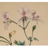White Geranium grandiflorum flowers with pearl-grey shading and fine crimson veining