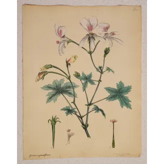 Full sheet of Geranium grandiflorum with generous original margins and botanical details