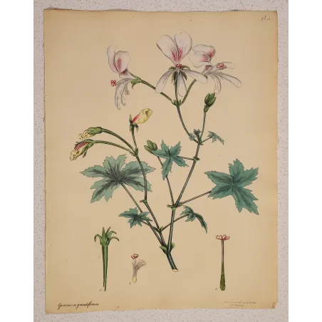 Full sheet of Geranium grandiflorum with generous original margins and botanical details