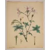Full sheet of Geranium grandiflorum with generous original margins and botanical details