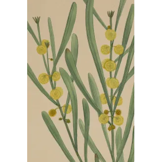 Harsh-Leaved Upright Mimosa (Mimosa stricta), original 1799 hand-colored botanical engraving by Henry Andrews