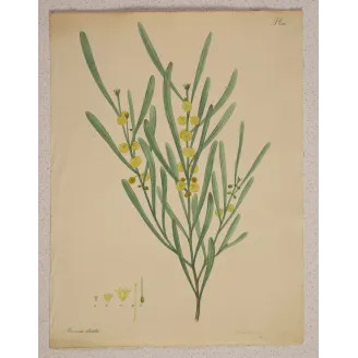Complete original Henry Andrews botanical engraving with generous margins and preserved botanical details