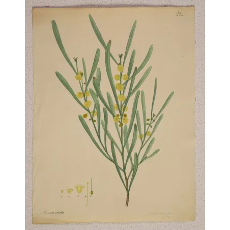 Complete original Henry Andrews botanical engraving with generous margins and preserved botanical details