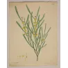 Complete original Henry Andrews botanical engraving with generous margins and preserved botanical details
