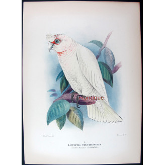 Green Leek Parrot by Roland Green – The Birds of Australia