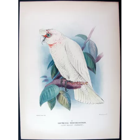 Green Leek Parrot by Roland Green – The Birds of Australia