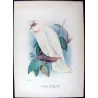 Green Leek Parrot (*Polytelis swainsonii*) – Original lithograph by Green, Mathews (1910–27)