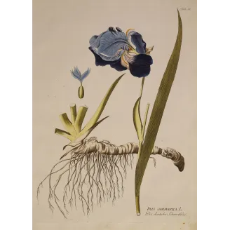 German Iris (Iris germanica) complete plant with violet flower, rhizome and roots, original hand-coloured engraving by Plenck