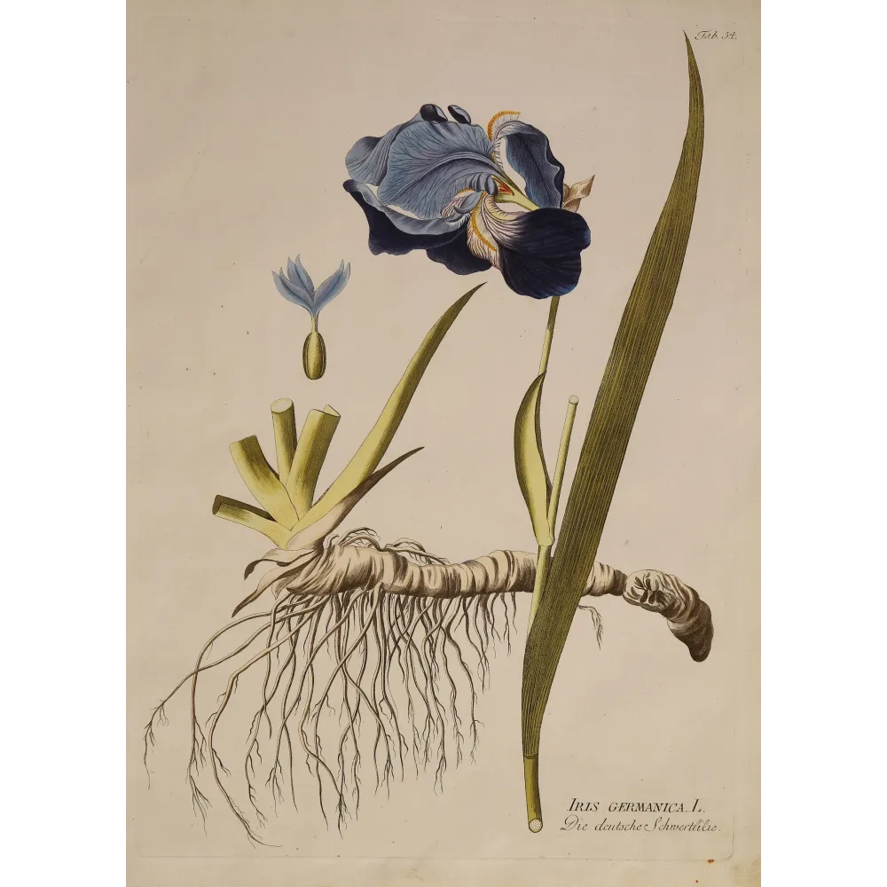 German Iris (Iris germanica) complete plant with violet flower, rhizome and roots, original hand-coloured engraving by Plenck