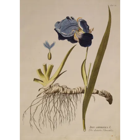 German Iris (Iris germanica) complete plant with violet flower, rhizome and roots, original hand-coloured engraving by Plenck