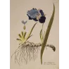 German Iris (Iris germanica) complete plant with violet flower, rhizome and roots, original hand-coloured engraving by Plenck