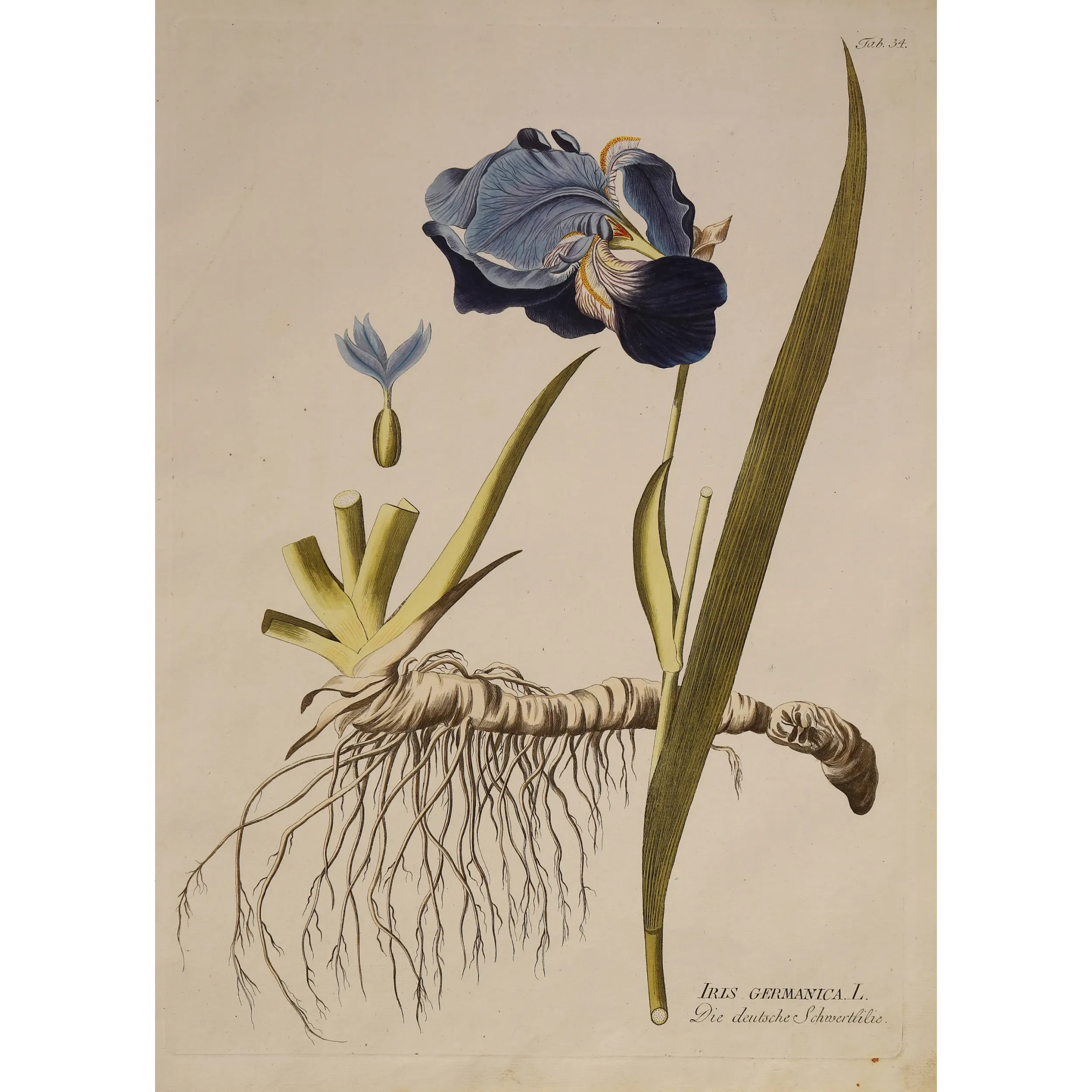 German Iris (Iris germanica) complete plant with violet flower, rhizome and roots, original hand-coloured engraving by Plenck