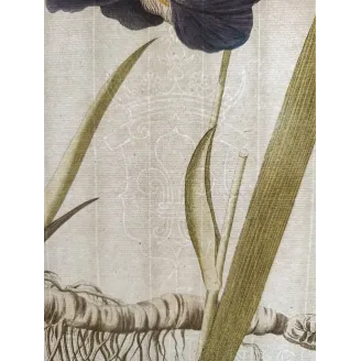 Honig watermark visible in transmitted light on the original eighteenth-century laid paper used for Plenck's Icones Plantarum