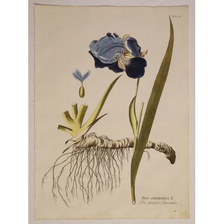 German Iris (Iris germanica) full sheet with flower, foliage, rhizome and roots, original antique botanical print by Plenck