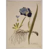 German Iris (Iris germanica) full sheet with flower, foliage, rhizome and roots, original antique botanical print by Plenck