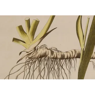 Detail of the articulated rhizome and fibrous roots of Iris germanica, original botanical engraving by Joseph Jacob von Plenck