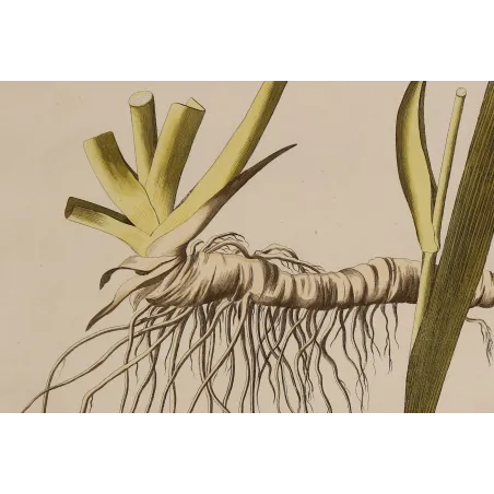 Detail of the articulated rhizome and fibrous roots of Iris germanica, original botanical engraving by Joseph Jacob von Plenck