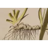 Detail of the articulated rhizome and fibrous roots of Iris germanica, original botanical engraving by Joseph Jacob von Plenck