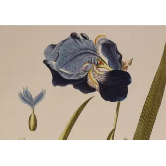 German Iris (Iris germanica) complete plant with violet flower, rhizome and roots, original hand-coloured engraving by Plenck