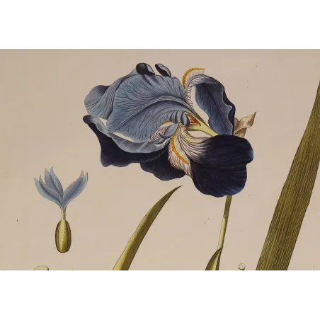 Detail of the violet-blue flower of Iris germanica, original eighteenth-century hand-coloured botanical engraving by Plenck