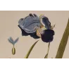 Detail of the violet-blue flower of Iris germanica, original eighteenth-century hand-coloured botanical engraving by Plenck