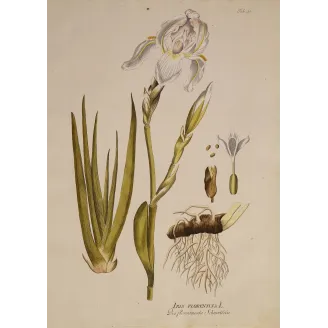 Florentine Iris (Iris florentina) | Original Botanical Engraving by Plenck