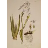 Florentine Iris (Iris florentina L.) – Original Hand-Coloured Botanical Engraving by Joseph Jacob von Plenck (c.1788)
