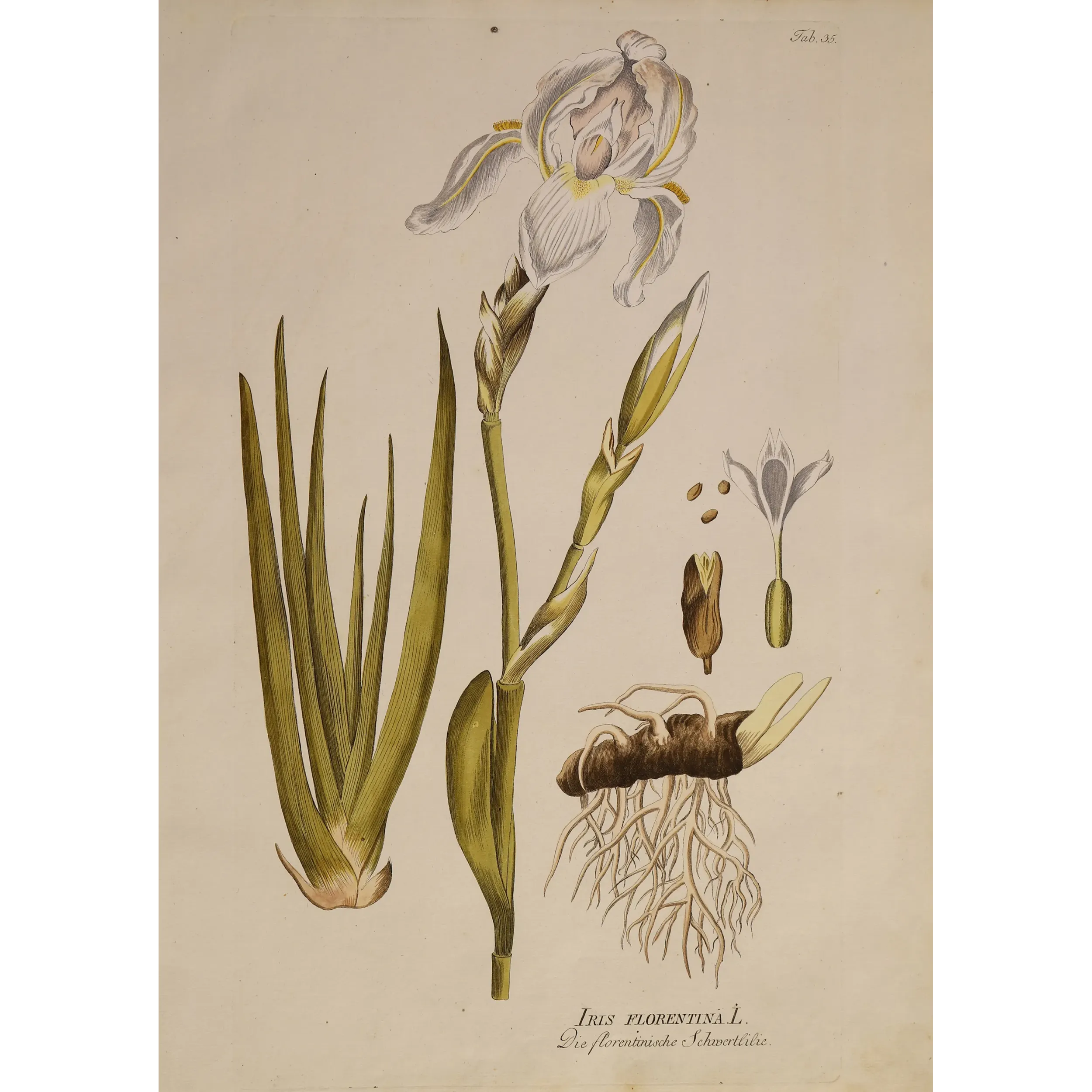 Florentine Iris (Iris florentina) | Original Botanical Engraving by Plenck