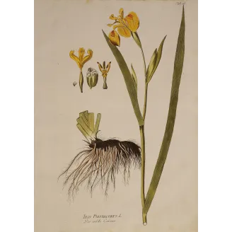 Yellow Flag Iris (Iris pseudacorus) | Original Plenck Botanical Engraving