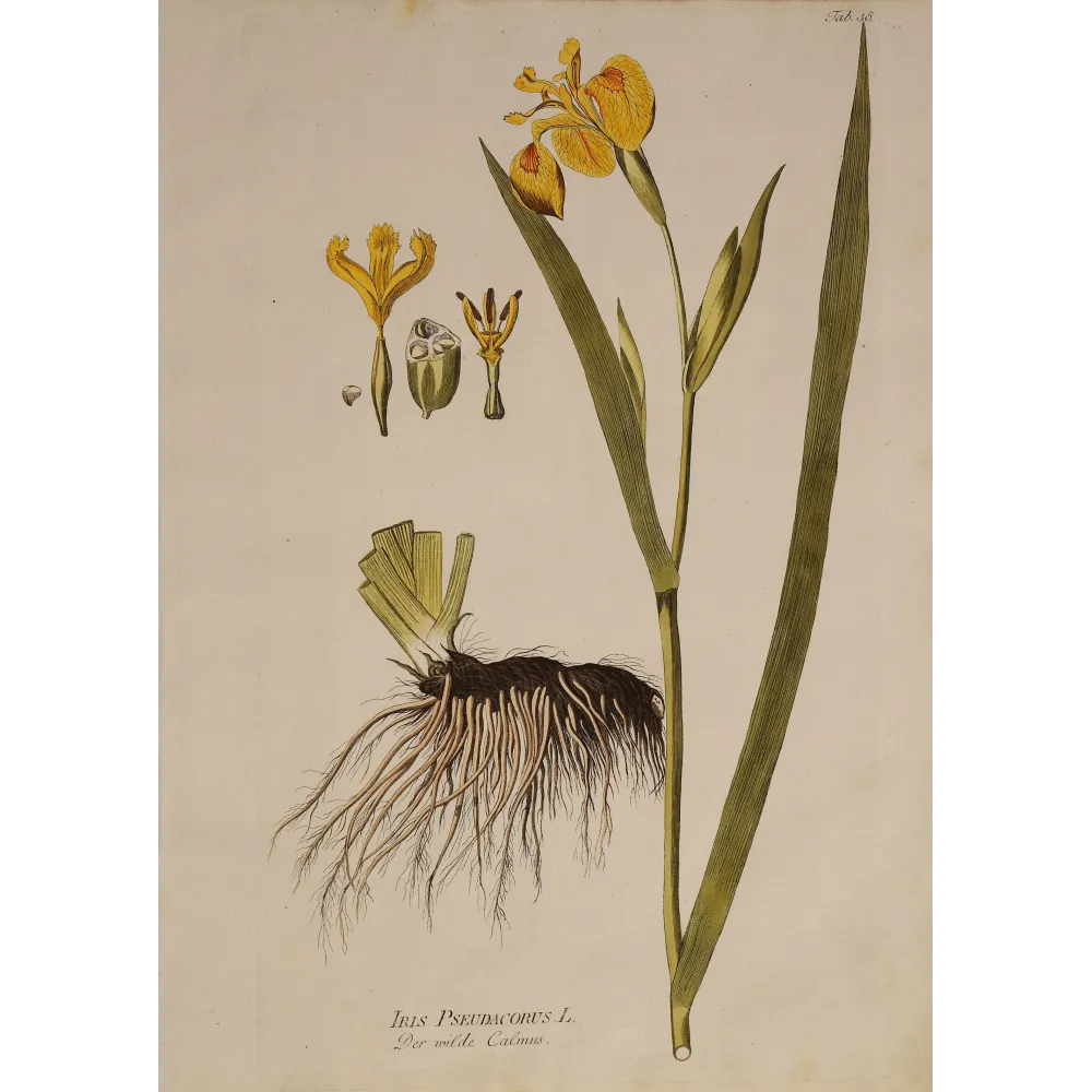 Yellow Flag Iris (Iris pseudacorus) | Original Plenck Botanical Engraving