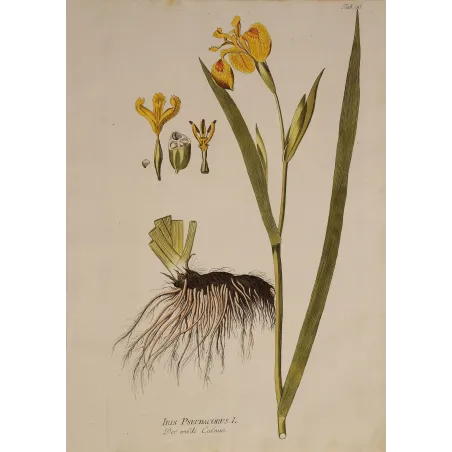 Yellow Flag Iris (Iris pseudacorus) | Original Plenck Botanical Engraving