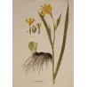 Yellow Flag Iris (Iris pseudacorus) – Original Hand-Colored Engraving by Joseph von Plenck, Antique Botanical Print (c. 1788)