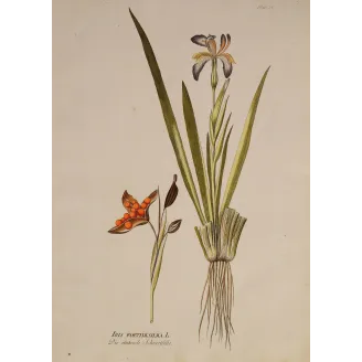 Iris foetidissima, open seed capsule showing brilliant orange seeds, original botanical engraving by J. Plenck, Vienna c.1788