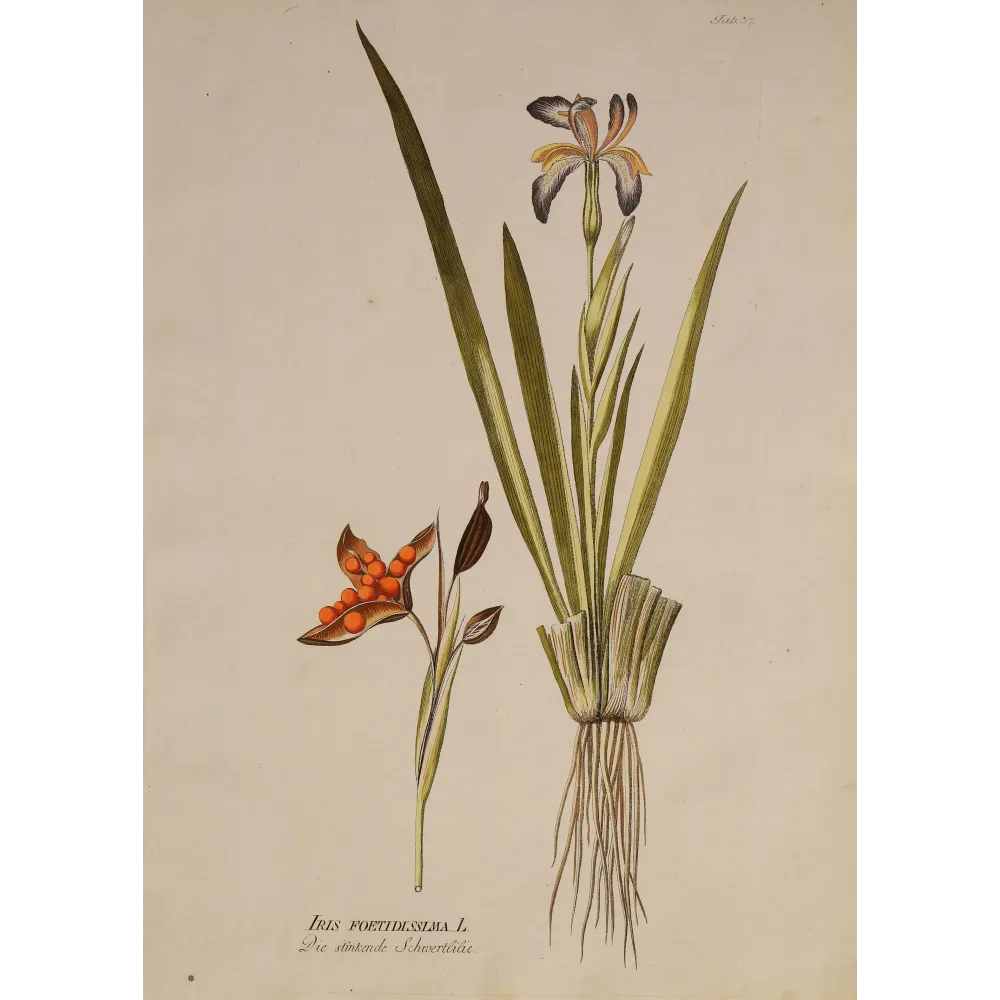 Iris foetidissima, open seed capsule showing brilliant orange seeds, original botanical engraving by J. Plenck, Vienna c.1788