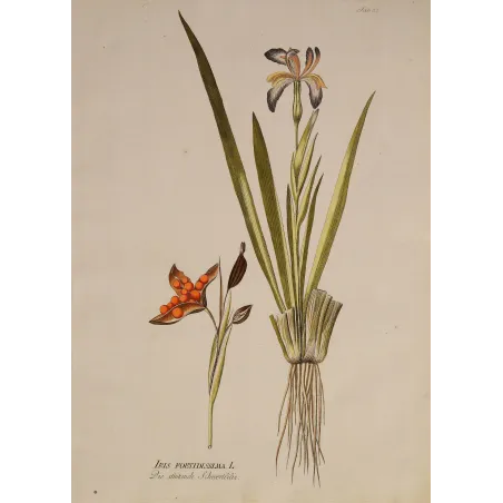 Iris foetidissima, open seed capsule showing brilliant orange seeds, original botanical engraving by J. Plenck, Vienna c.1788