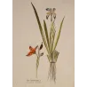 Iris foetidissima, open seed capsule showing brilliant orange seeds, original botanical engraving by J. Plenck, Vienna c.1788
