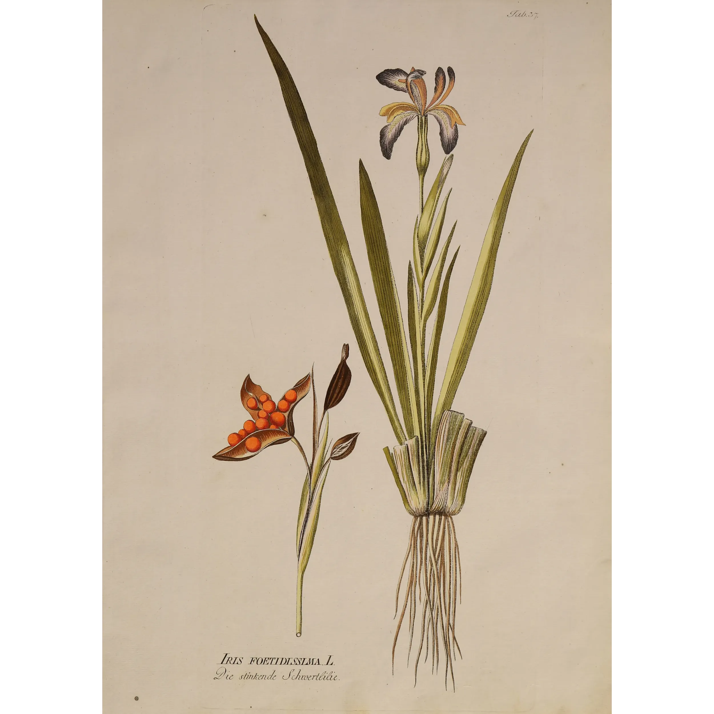 Iris foetidissima, open seed capsule showing brilliant orange seeds, original botanical engraving by J. Plenck, Vienna c.1788
