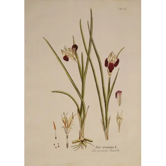 Plate 38 illustrating Iris tuberosa, elegant composition, velvety burgundy flowers and beautifully preserved Honig watermark.