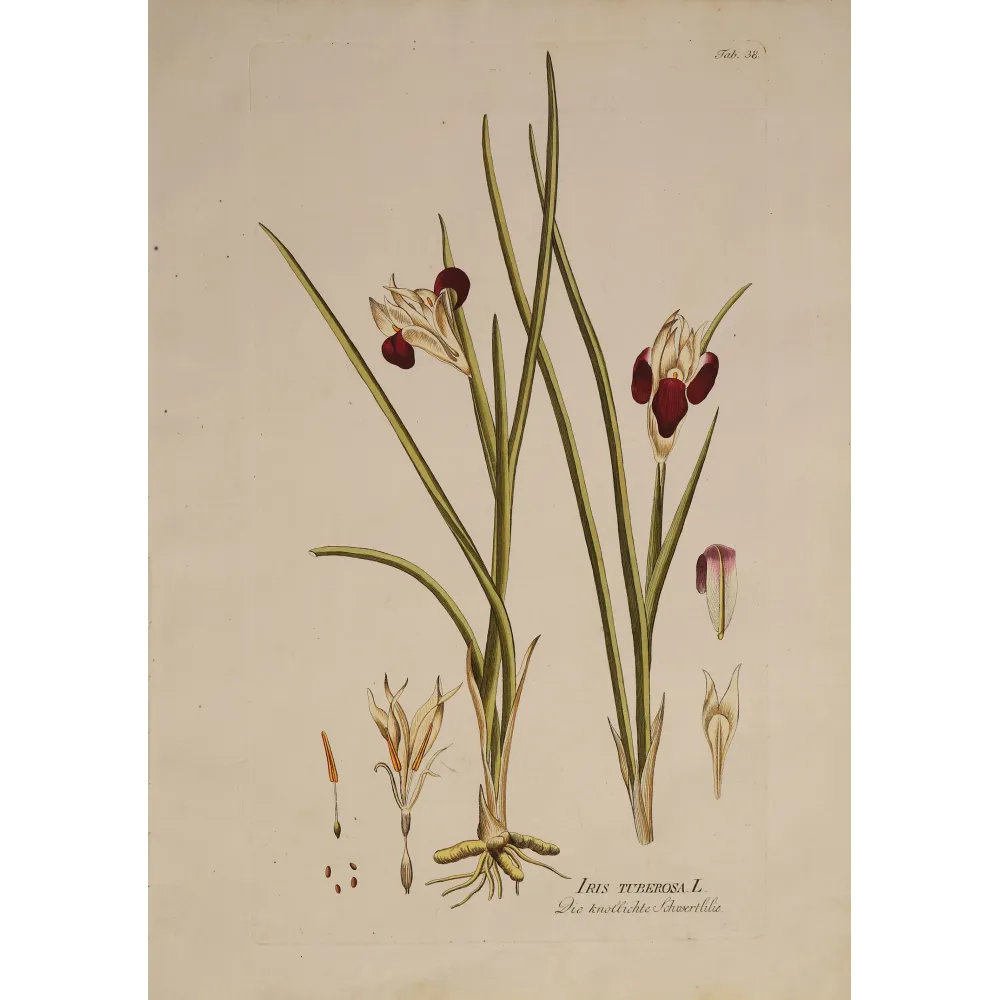 Plate 38 illustrating Iris tuberosa, elegant composition, velvety burgundy flowers and beautifully preserved Honig watermark.