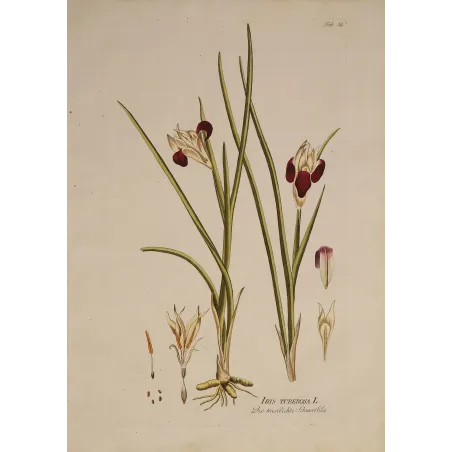 Plate 38 illustrating Iris tuberosa, elegant composition, velvety burgundy flowers and beautifully preserved Honig watermark.